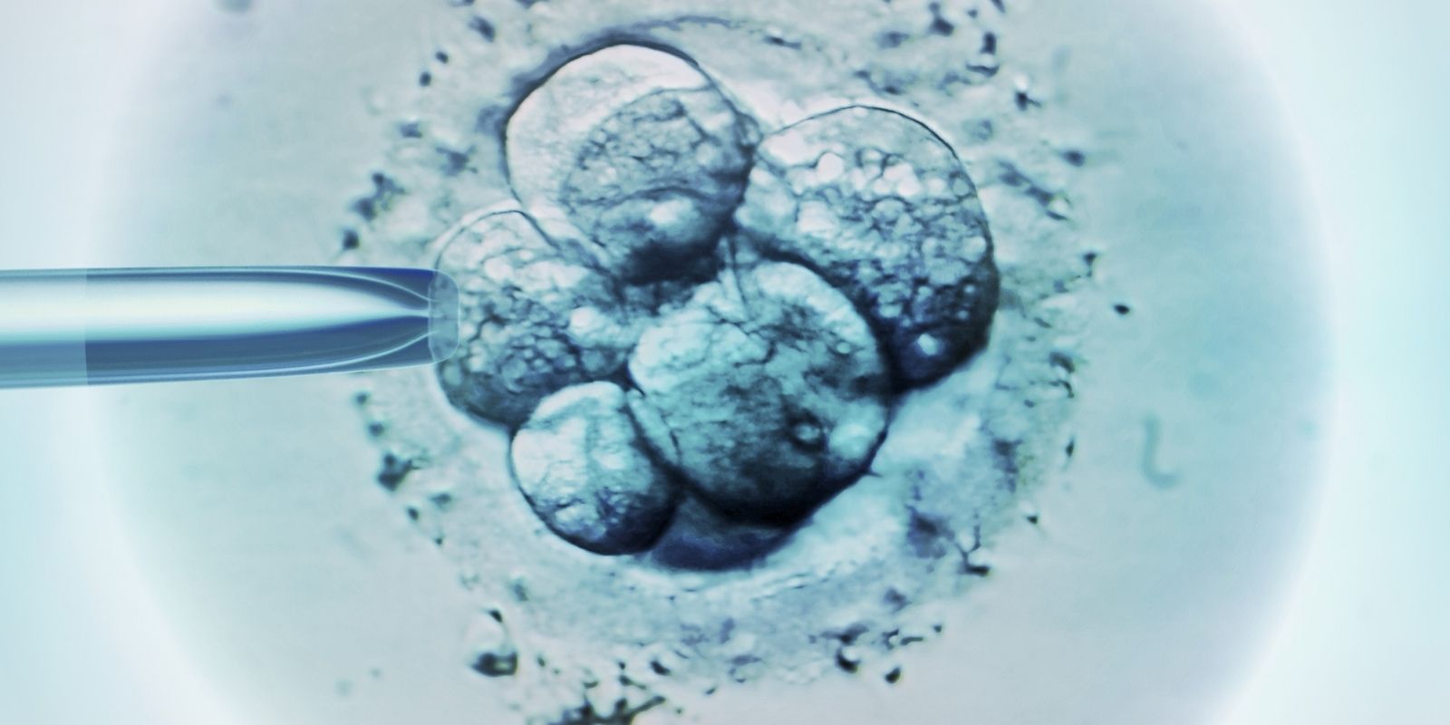 covid-19 and your fertility treatment and ivf