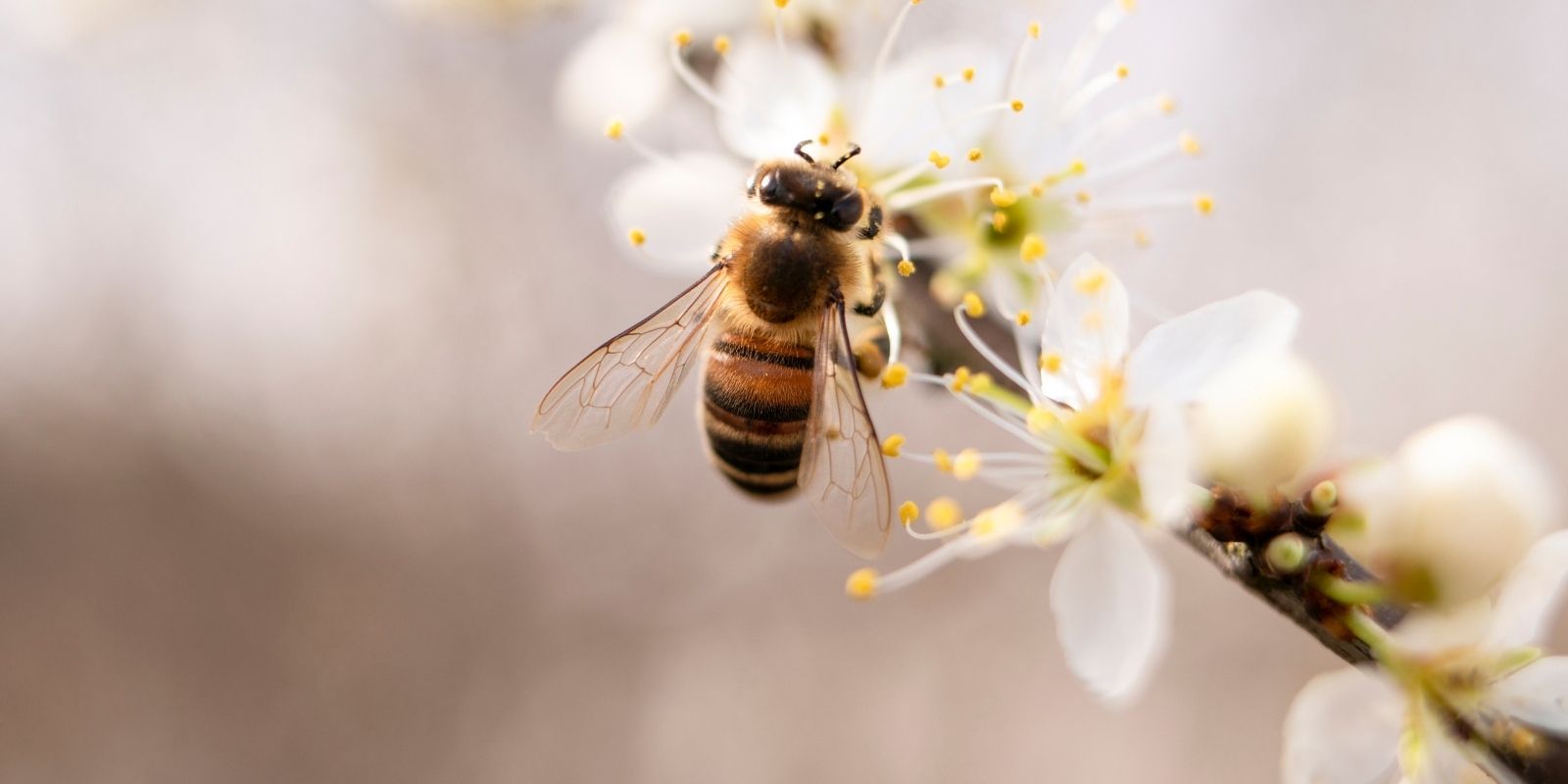 a bee fertilizing a flower
